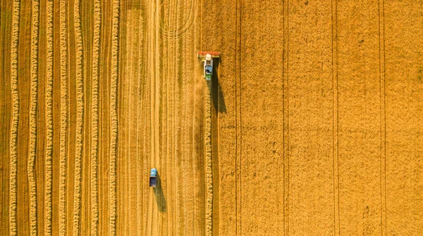 Harvester working in field and mows wheat. Ukraine. Aerial view.