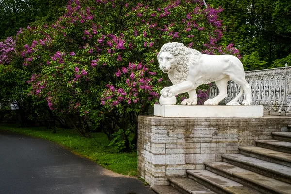 Old statue of lion and bush of lilac in city park after rain