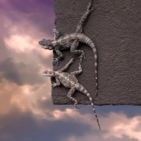 Two lizards on the edge of the roof