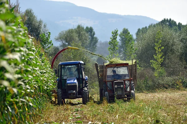 Tractor and trailer harvesting corn