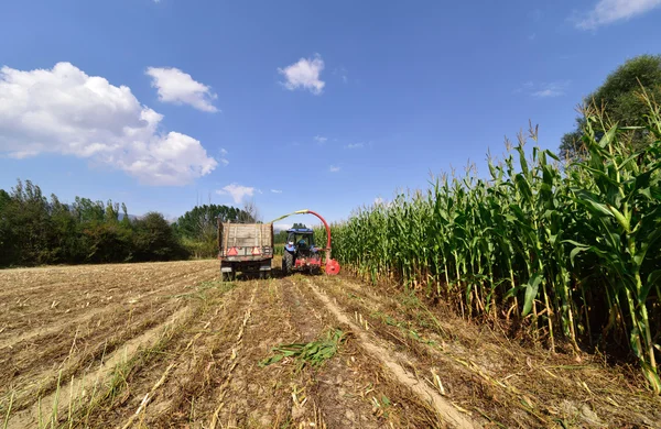 Tractor and trailer harvesting corn