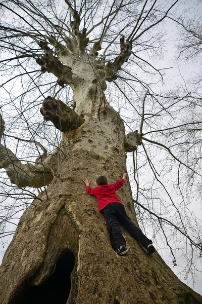 A big tree climbing child