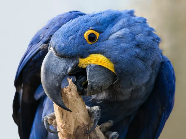 Close-up view of a Hyacinth macaw