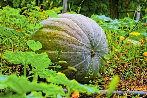 Pumpkin in kitchen garden