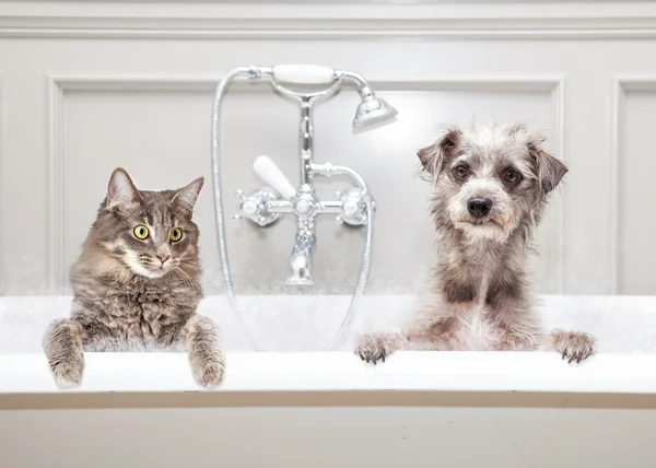 Dog and Cat in Bathtub