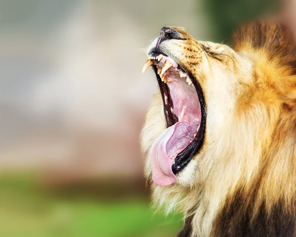 African lion with mouth open