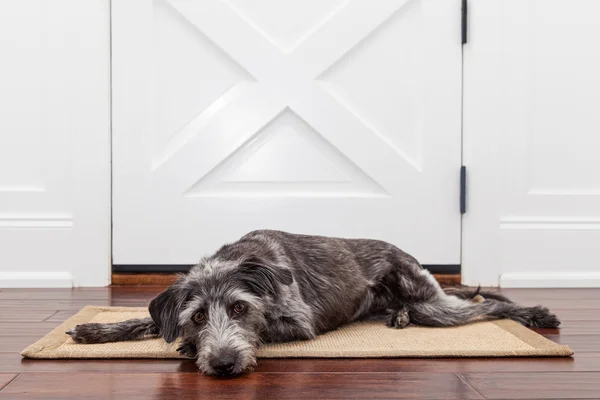 Dog laying in front of front door