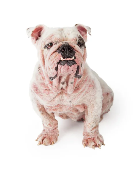 Bulldog with red irritated skin