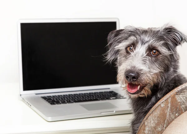 Terrier mixed breed dog with laptop