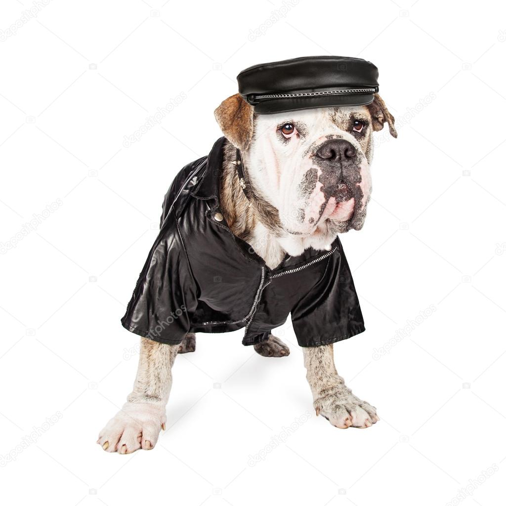 Lustige Bulldogge Hund mit Sicherheit — Stockfoto © adogslifephoto