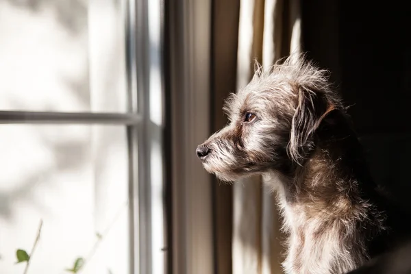 Terrier crossbreed dog looking out a window