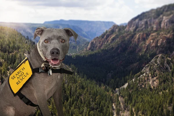 Search and Rescue Dog With Wilderness