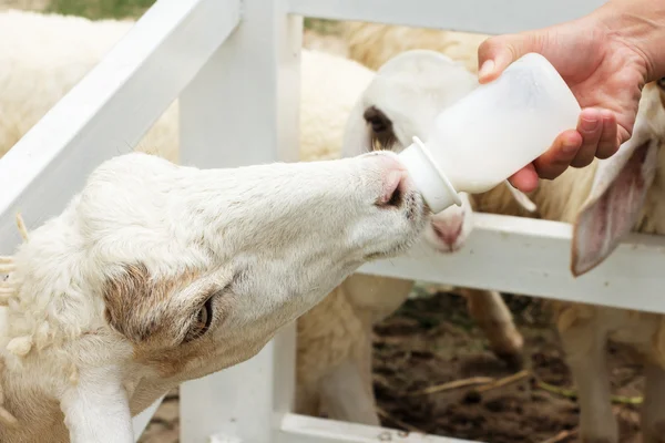 Sheep feeding. Close up feeding milk bottle to cute sheep