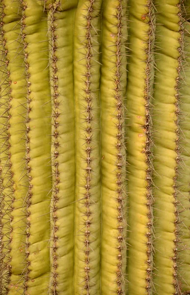 Southwest background of a saguaro cactus