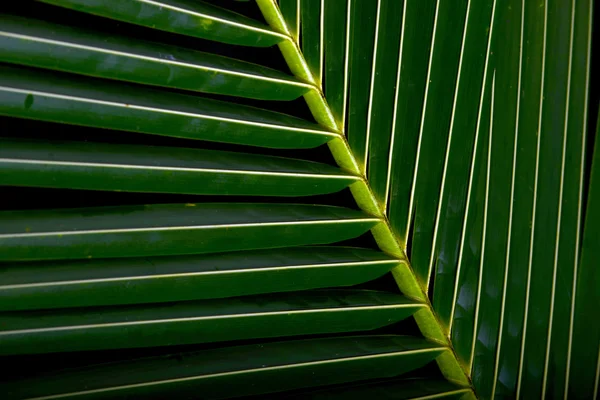 Close up of a palm frond