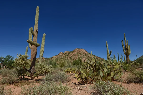 Saguaro and prickly pear cacti in western landscape