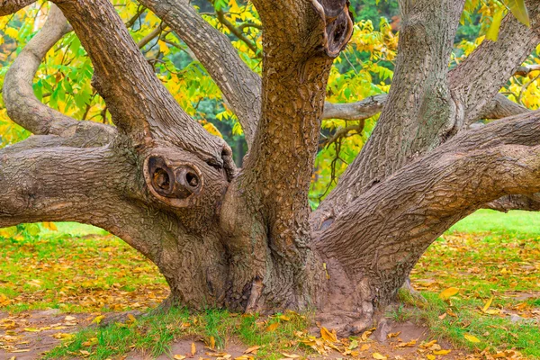 Crooked old deciduous tree in autumn forest