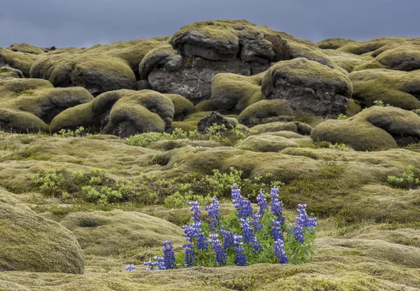 Lupine and Moss on Iceland