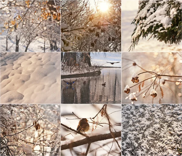 Snow-covered tree branches. Robin in the snow in winter. Winter landscapes with snow. Beautiful winter landscape with snow covered trees. Winter in forest, river landscape. Sun shining thru branches