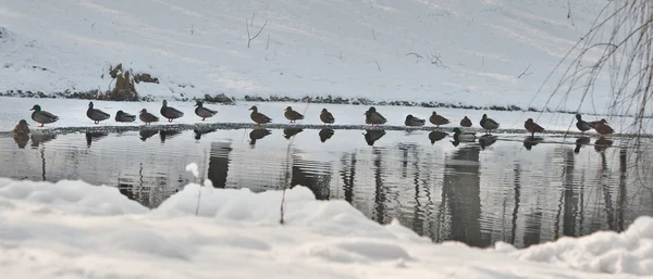 A lot of ducks near a small lake in cold winter day. Beautiful winter landscapes with snow, frozen lake and birds.