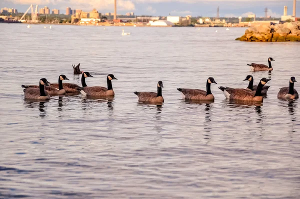Flock of birds on lake
