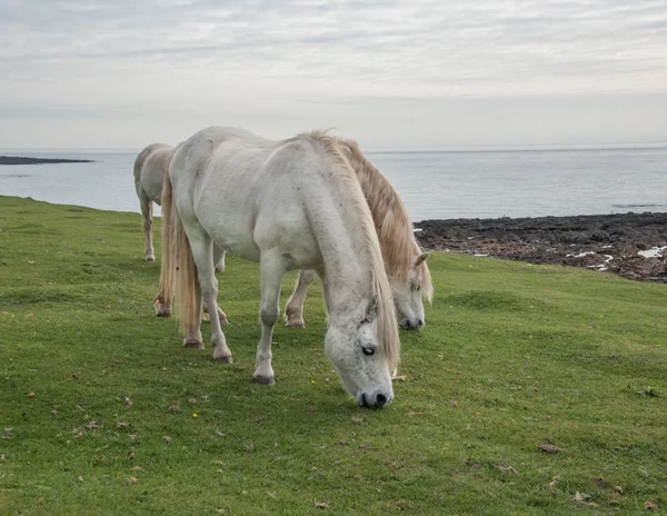 White Horses grazing on common land close to the sea