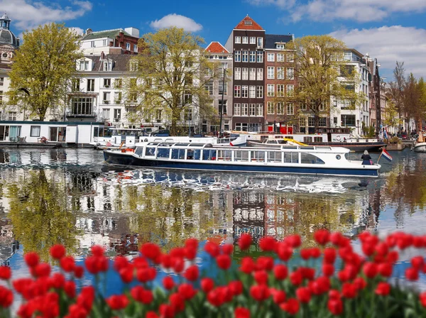 Amsterdam city with red tulips against canal in Holland