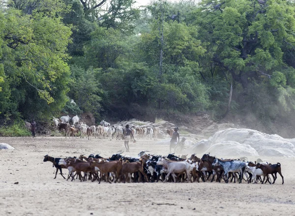 Hamar shepherds with their herd in a dry river bed.