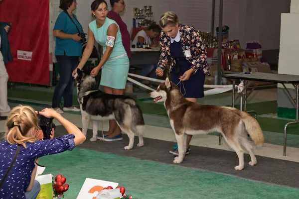 Photographer at the dog show takes winners among the Husky