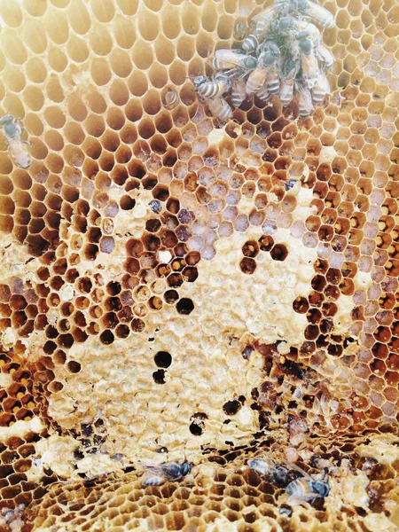 Bees inside the hive close up