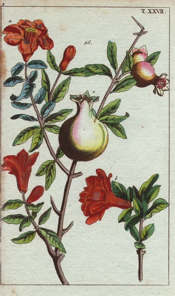 Pomegranate plant with crimson flowers and fruit