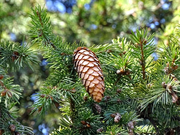 Spruce with cones