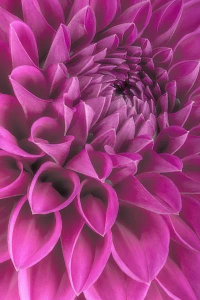 Purple flower petals, close up and macro of chrysanthemum, beautiful abstract background