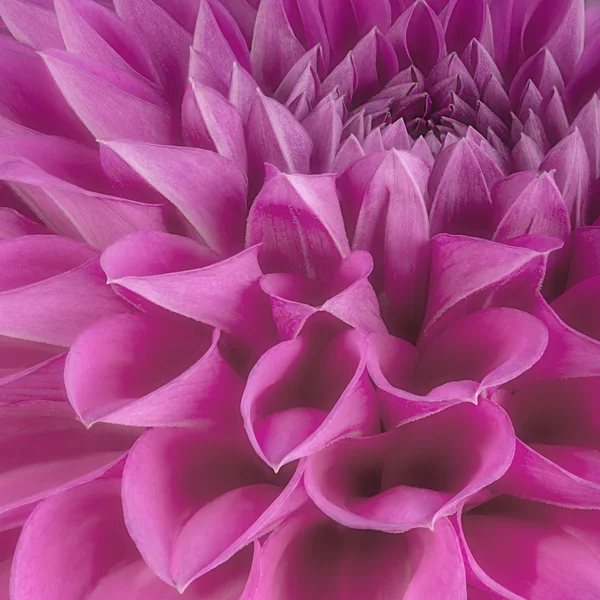 Purple flower petals, close up and macro of chrysanthemum, beautiful abstract background