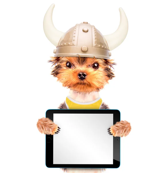 Dog dressed up as a viking with tablet pc