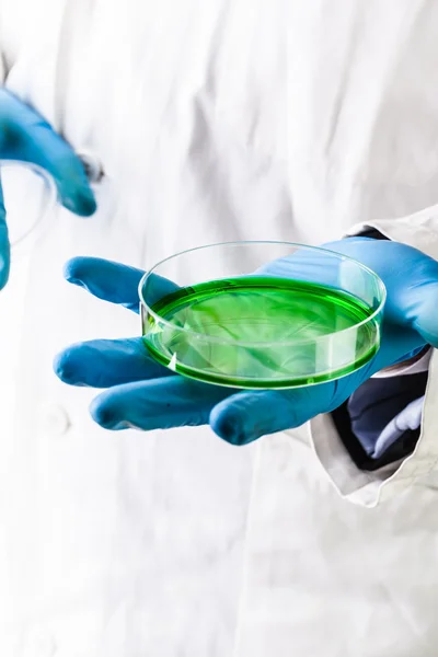 Petri dish with green liquid