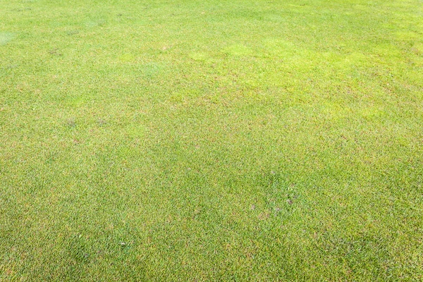 Green grass area