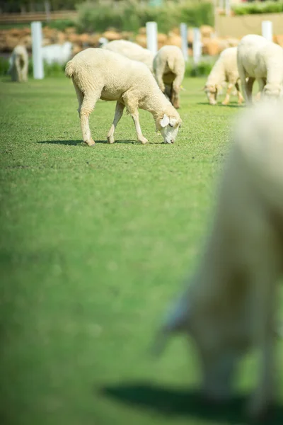 Sheeps in green grass field.
