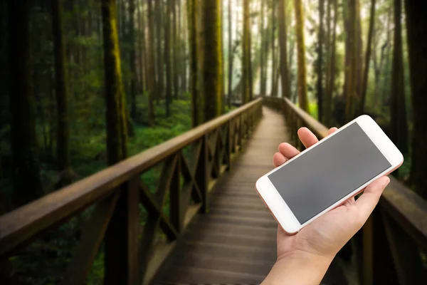 Hand using smartphone on deep forest with wooden path.