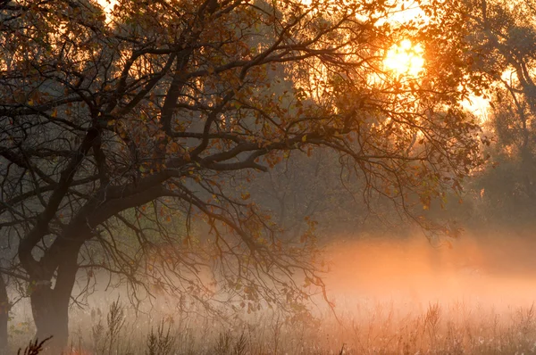 Fall forest, fog, morning, evening, bright yellow sun. Rare beau