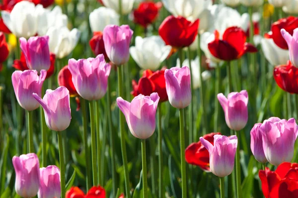 Tulips. Bulbous plant seeds. lily flowers with large, cup-shaped