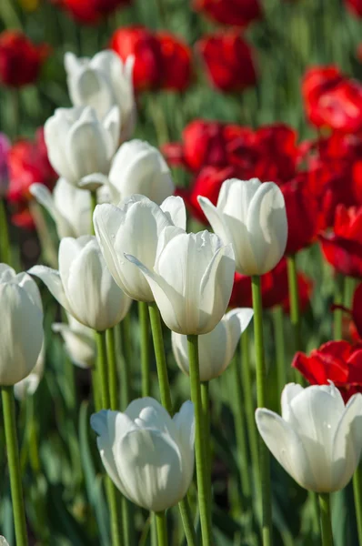 Tulips. Bulbous plant seeds. lily flowers with large, cup-shaped