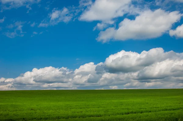 Summer country road