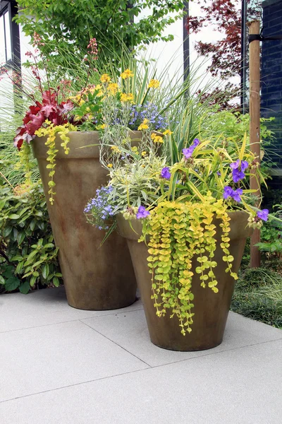 Containers of perennial garden flowers.