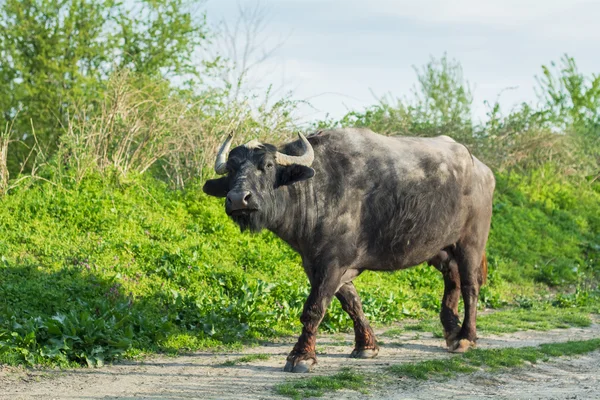 Dirty buffalo cow on the road
