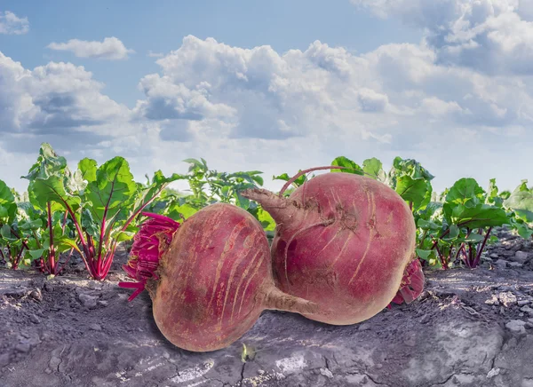 Two beetroots against the background of the vegetables bed