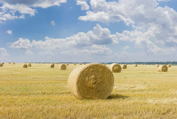 Round straw bales on harvested field on background of sky