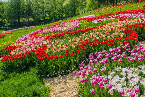 Multicolored tulips in the park