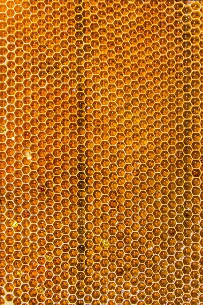 Honeycombs filled with honey closeup
