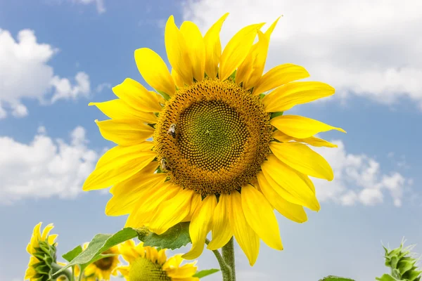 Flower sunflower with bees